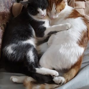 Meet your Posher, Desire